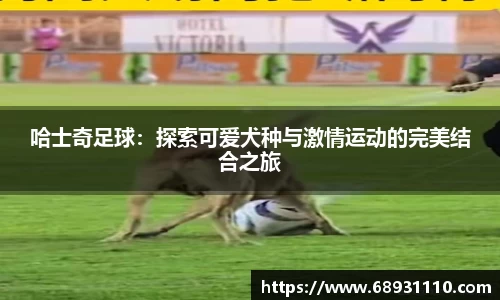 哈士奇足球：探索可爱犬种与激情运动的完美结合之旅